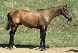 Australian Stock Horse